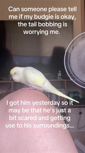 Cuidado de mi nuevo periquito: ¿Está bien?