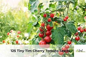 125 Tiny Tim Cherry Tomato Seeds | Dwarf Patio Heirloom Variety - Etsy