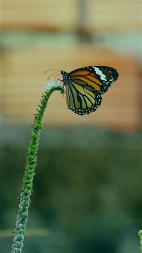 Monarch Butterfly #butterfly