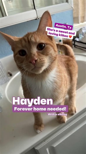 austin cats & dogs rescue