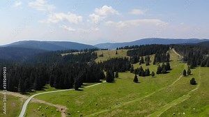 Sheep grazing by Forest trails in Rogla Slovenia during springtime season in the Julian Alps, Aerial flyover shot