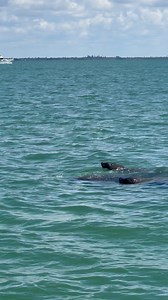 215 reactions · 66 shares | Not one, but TWO sweet babies!! 凉凉 A...