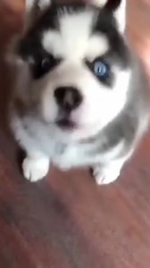 Husky puppy howling 😍🥰#followersreels #reelsvideo #huskyreels #dogreel #huskyvideo #huskies #husky #huskylove #huskypuppies #huskypuppylove #huskypup #huskypuppy | Cute Huskys