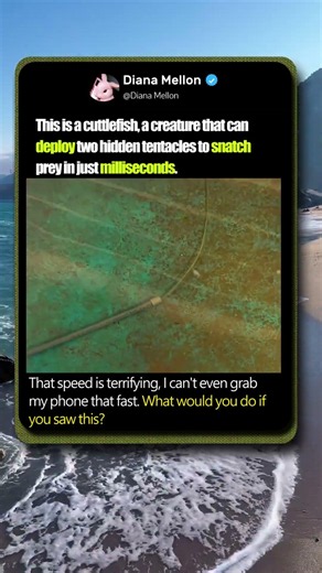 The Fast and Invisible Underwater Hunter! #Nature #Wildlife #Ocean