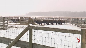 Bison moving from Elk Island National Park to new home