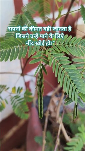 Touch Me Not Plant Care Day 38 #dailymotivation #mimosaplant #nature #touchmenotplants 🌿🍃