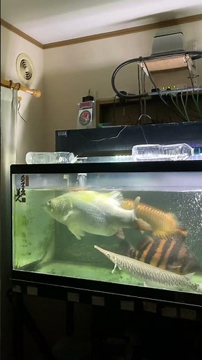180cm混泳水槽〜ビックカーニバルに不満気なバラマンディショート🐟 #バラマンディ #fish #アロワナ #ダイヤモンドポルカ #ダトニオ #aquarium