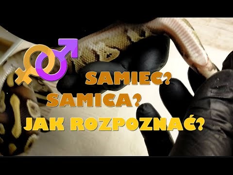 Samiec czy samica? Jak to sprawdzić?
