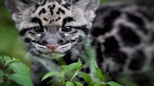 Baby Clouded Leopards Playing at the Nashville Zoo Are Impossible to Resist