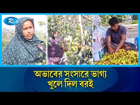 বরই চাষেই পাকা ঘর, স্বামীকে দিয়েছেন দোকান | Success Story | Plum Farming | Women Empowerment | Rtv