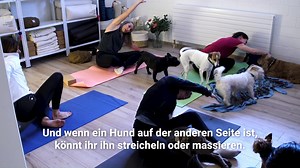 4.3K views · 21 reactions | Yoga + Dog = Doga! Ob der Hund da mitspielt? Wir haben das neue Angebot in Zürich getestet. | Tages-Anzeiger | Facebook