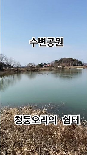 수변공원에서 청둥오리의 한가한 쉼터 #수변공원 #청둥오리 #쉼터 #공원 #공원나들이