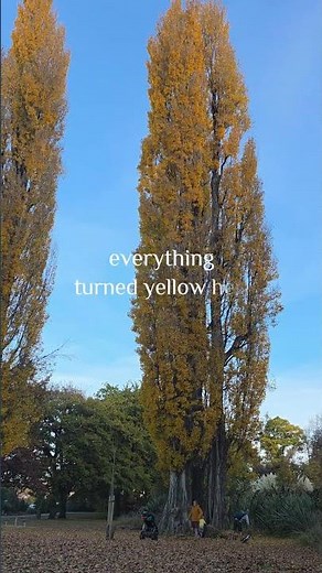 New Zealand South Island Series 🍃Wānaka