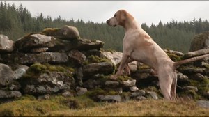 526 incidents of suspected illegal fox hunting took place in the 2022-2023 hunting season, exclusive figures suggest