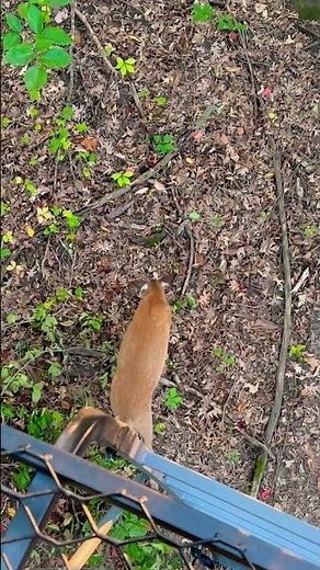 Whitetail Fawn Bleat