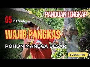 How to Prune a Large Mango Tree for Abundant Fruiting