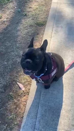 1.3K views · 4 comments | This is Henry, the canine equivalent of a rockstar. Henry is an energetic little superstar. We are witnessing a doggy metamorphosis of epic proportions. In a mere 3 weeks of guidance from myself and his trusty sidekick Mum Rachel, he has transformed into a new pup. Obedient and a true little gentleman, minus the top hat. I love seeing dogs and owners transform and become the best version of themselves, it's the paw-fect  | Alpha Training Academy | Facebook
