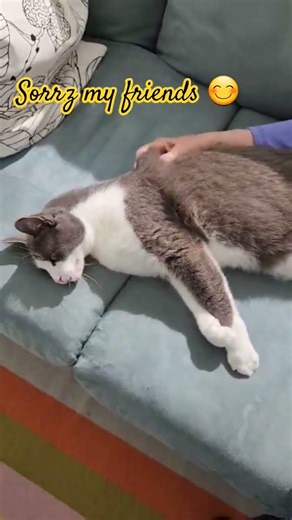 He can't hold it.#everyone #cat #highlights #catvideos #followme