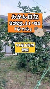 みかん日記『なつみ』【11月の管理】2025.11.01 #栽培 #shorts #みかん