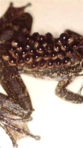 Fact 11 Did you know this about frogs and their babies? #herpetology #education