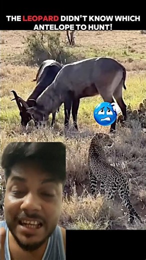 Jaguar Was About to Kill a Deer... Then a Lion Changed Everything! 😱🦁🐆🔥#shorts