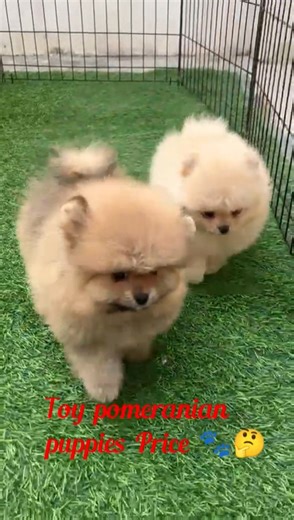 "Unveiling the Costs: How Much Do Adorable Toy Pomeranian Puppies Really Cost?" #pomeranian #toydog