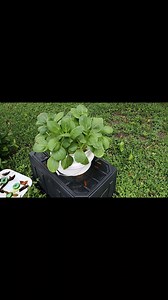 32K views · 395 reactions | Save a Bucket! Make a Hydroponic Garden Box.  #gardening #diy #hydroponics | Keep on Growin' | Facebook