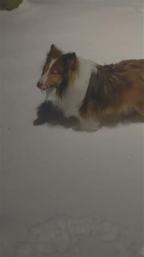 Sheltie Snow Bunnies