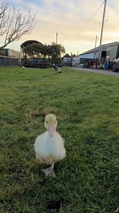 A long run with Emerald the Ebden gosling #emeraldthegoose | Caenhill Countryside Centre