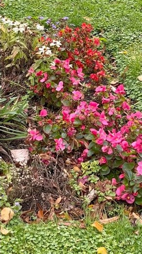 超可愛いお花のプリンセス達 Adorable little flower princesses Die bezaubernden Blumenprinzessinnen #flowers #cute