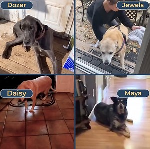 398K views · 2.2K reactions | Whether your dog is a puppy or older, you 100% should be taking care of their joints. See why thousands have turned to this life changing new chew below | PetLab Co. | Facebook