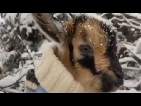 Sharing my very popular goat milk lotion recipe anyone can make anywhere!