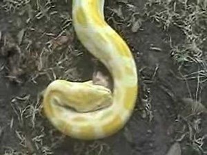 Python Eating Raw Chicken