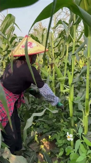 Cutting corn stalks harvest #corn #harvest #agriculture #farm