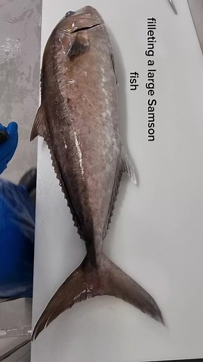 How to Fillet a Large Samson Fish