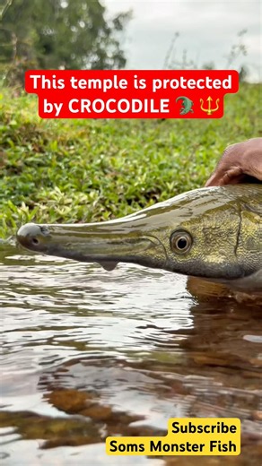 This temple is protected by Crocodile fish🐊😳 | monster fish temple | Kerala Temple Secret #shorts