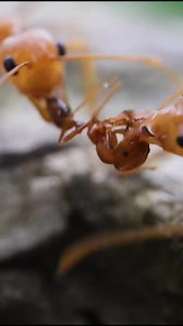 8.3K views · 87 reactions | Weaver Ants VS Fire Ants (Part 2)#AntsCanada #ants #antloveforever #acfamily #antcolony #antfarm #insects #animals #nature #science | AntsCanada | Facebook