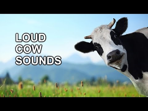 Loud Cow MOO Sound Effect | High Quality HD Audio