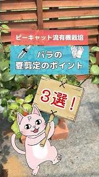 【簡単！】バラの夏剪定のポイント３選！#バラ #夏剪定