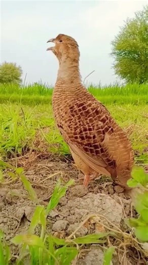 Dakhe teetar boli teetar masti awaz teetar shorts #birds #viralshort #fashiontrends #indianbirds