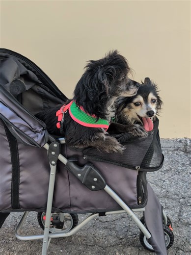 Please follow our free pet pantry so people know it's available or leave a comment! Thank you!!! -PPP #FYP #VIRAL #free #dog #funny