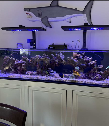 Complete Walkthrough of My All-in-One Reef Tank Setup