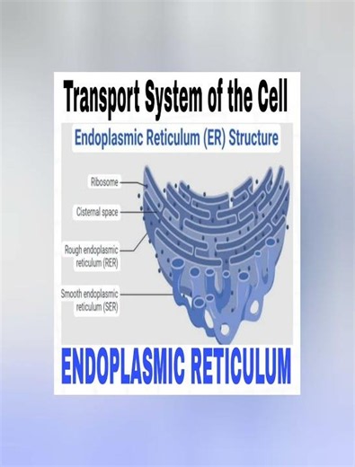 #biology #function of cell organelles