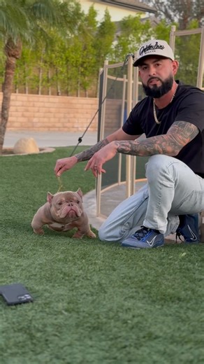 Danny Gonzalez on Instagram: "BIG TRANS.ACTION WENT DOWN THIS WEEKEND AT THE COCHELLA BULLY FEST, @globalsyndicate_brandon BRANDON CAME OUT FROM NEW JERSEY TO CHECK OUT MURAKAMI AND PULLED THE TRIGGER ON THE SPOT, 😩OFF.ER ACCEPTED FROM MYSELF AND @goldenlinebullys_joe GUESS WHAT NEW JERSEY WILL HAVE A NEW SHERIFF IN TOWN SHOUT OUT TO THE. PODCASTS THAT HELP THESE MOVEMENTS IN THE GAME GO VIRAL @thebullyspittinpodcast @thepawdcastofficial 📸 @marcosexposito_photography"
