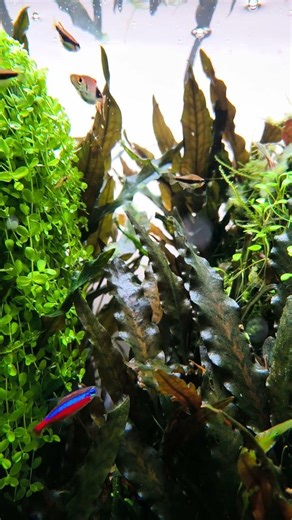 4K Fish Tank That Will Blow Your Mind #satisfying #aquarium