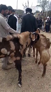20 reactions | Goat breed of Kashmir Punjab on Reels | Facebook