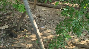 Sandalwood tree, santalum album tree main stem barks with green leaves background