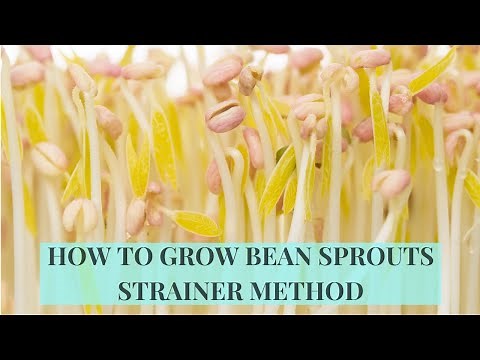 How to Grow Mung Bean Sprouts at Home (Strainer Method)