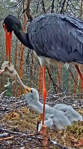 1.2M views · 3.1K reactions | Review birds nest life, mom birds brings food to feed her babies in their nest | Forest Life | Facebook