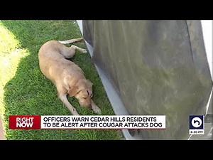 Hero Labrador Retriever Saves Family From Mountain Lion in Utah: 'She Is Our Hero'